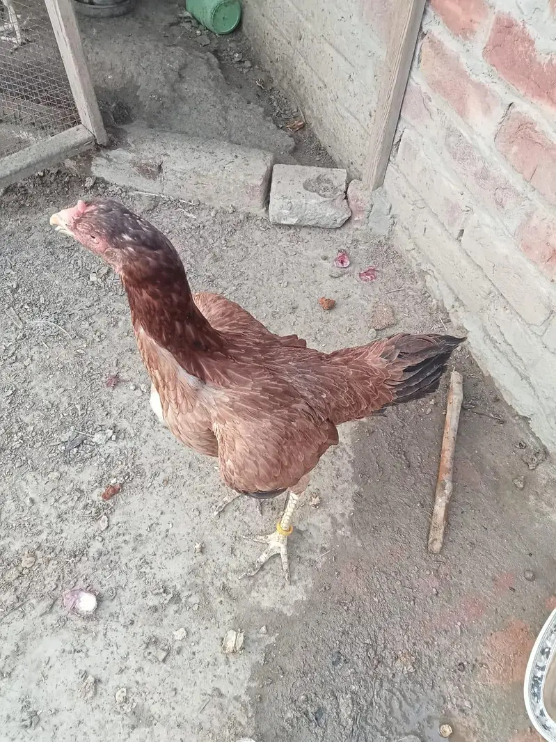 aseel breeder pair for sales — photo 5