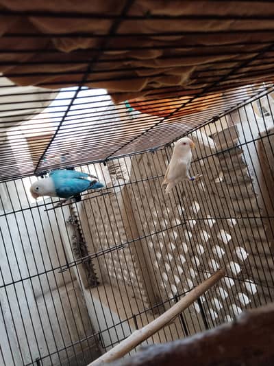 love birds breeder pair with DNA albino red eyes vs blue opline