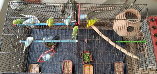 Breeding Budgies with cage