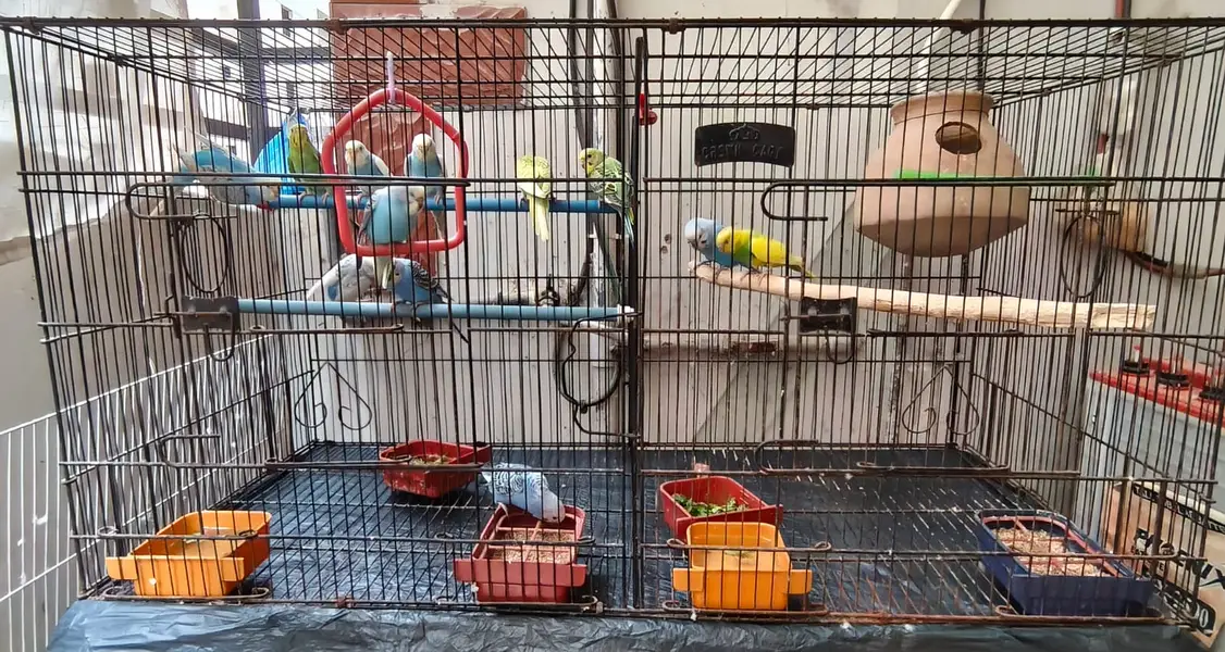 Breeding Budgies with cage — photo 2
