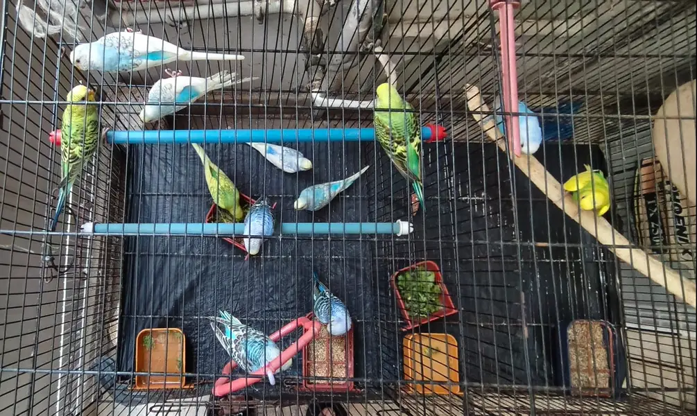 Breeding Budgies with cage — photo 3