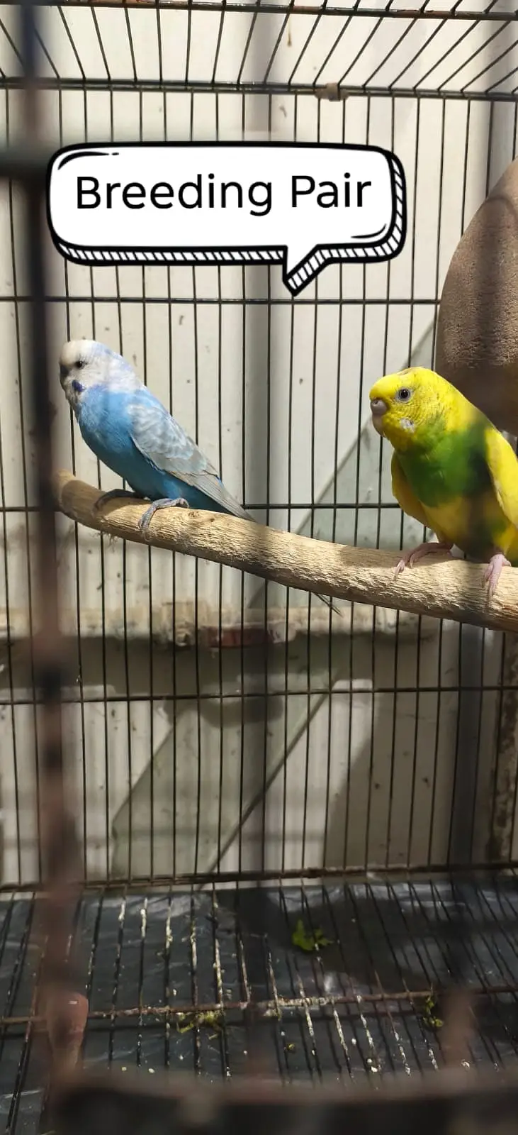 Breeding Budgies with cage — photo 4