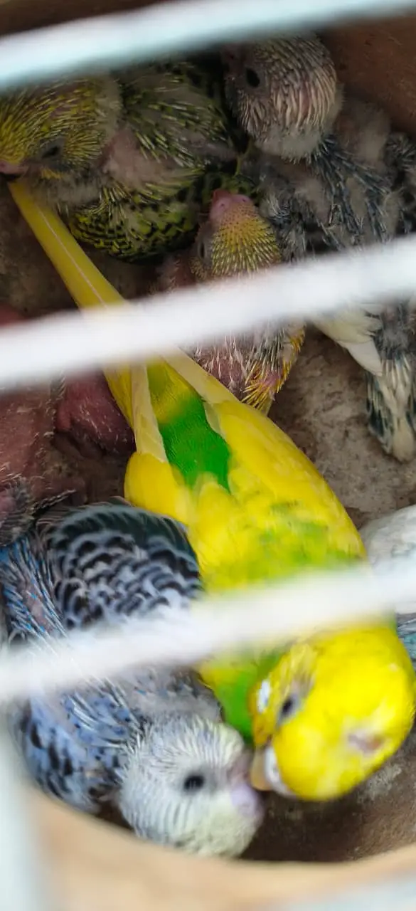 Breeding Budgies with cage — photo 5
