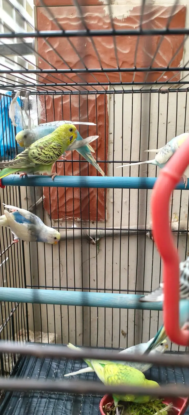 Breeding Budgies with cage — photo 6