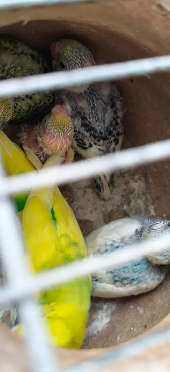 Breeding Budgies with cage — photo 7