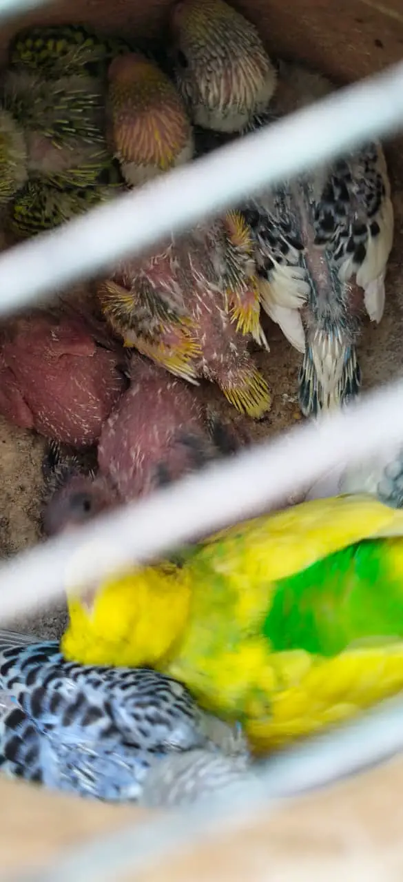 Breeding Budgies with cage — photo 8