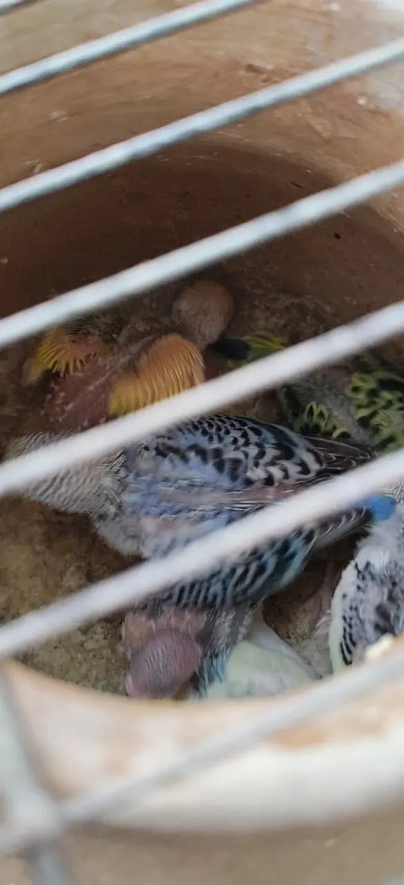 Breeding Budgies with cage — photo 9