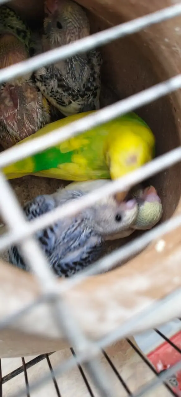 Breeding Budgies with cage — photo 10