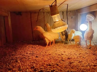 German Shamo chick , white polish and black polish chicks