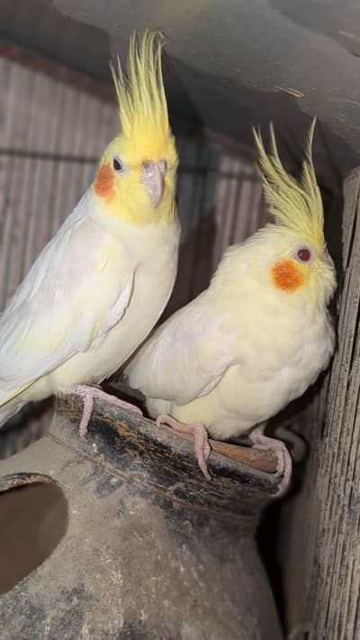 breeder pair