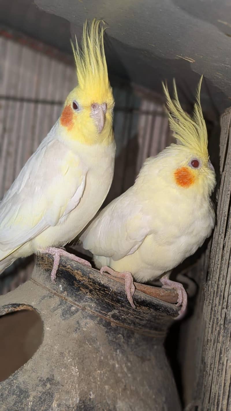 breeder pair 0