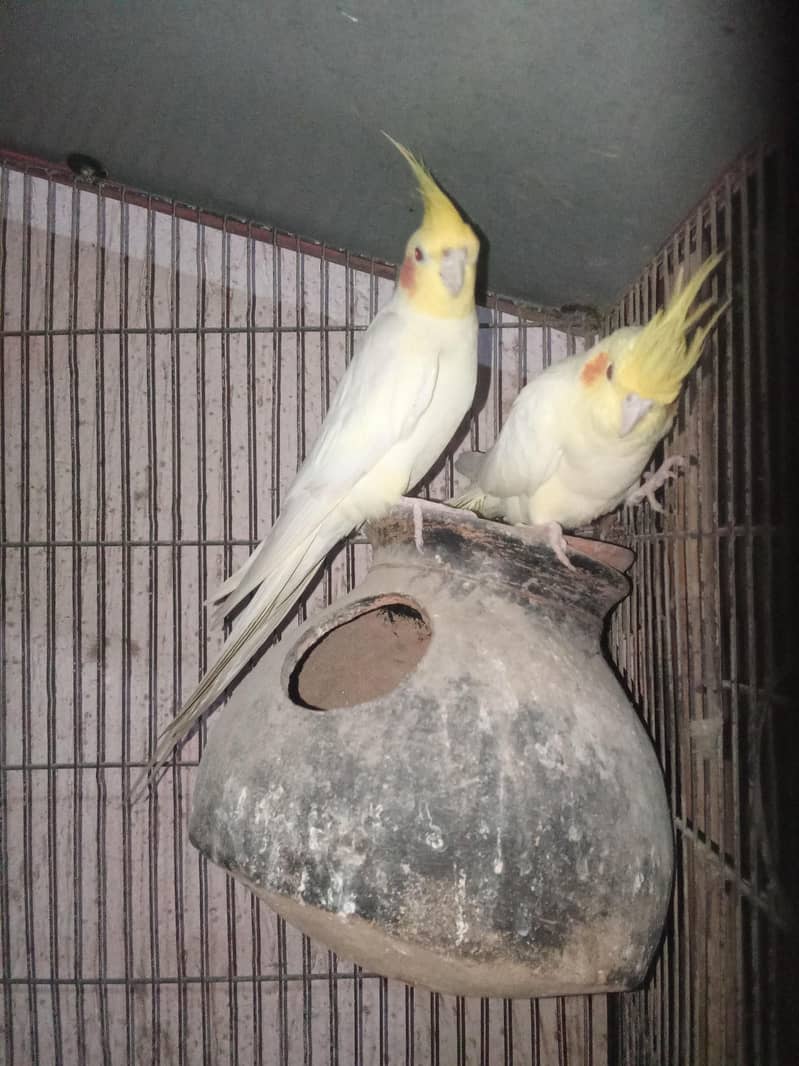 breeder pair 1