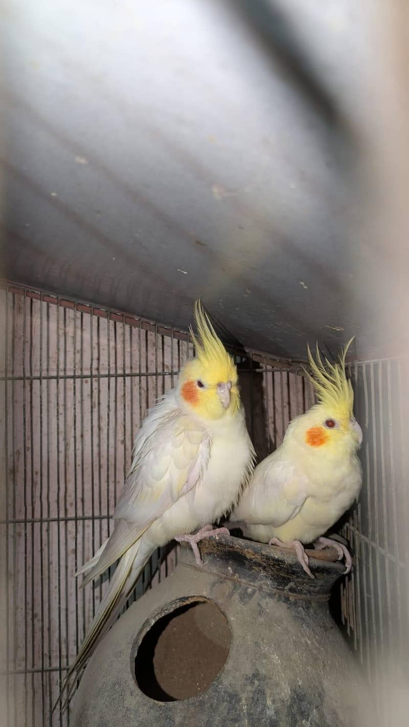 breeder pair 2
