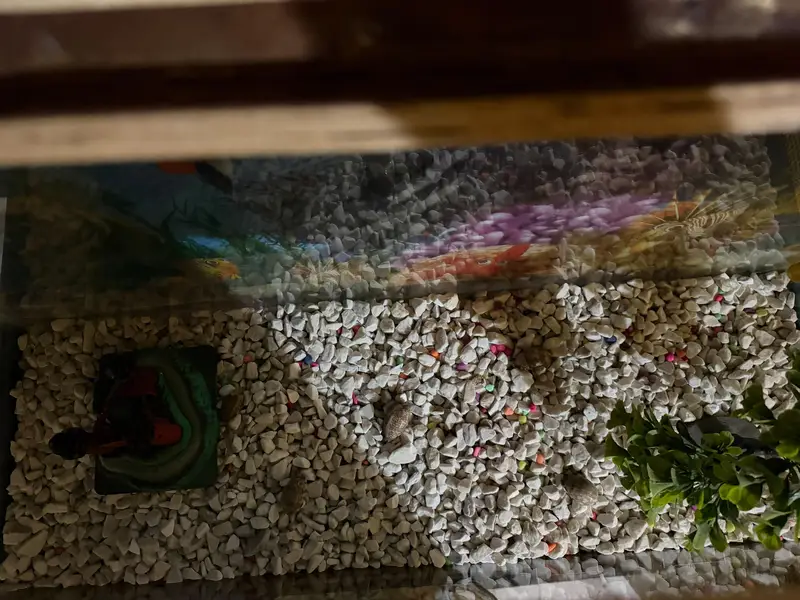 New Fish Aquarium for sale — photo 3