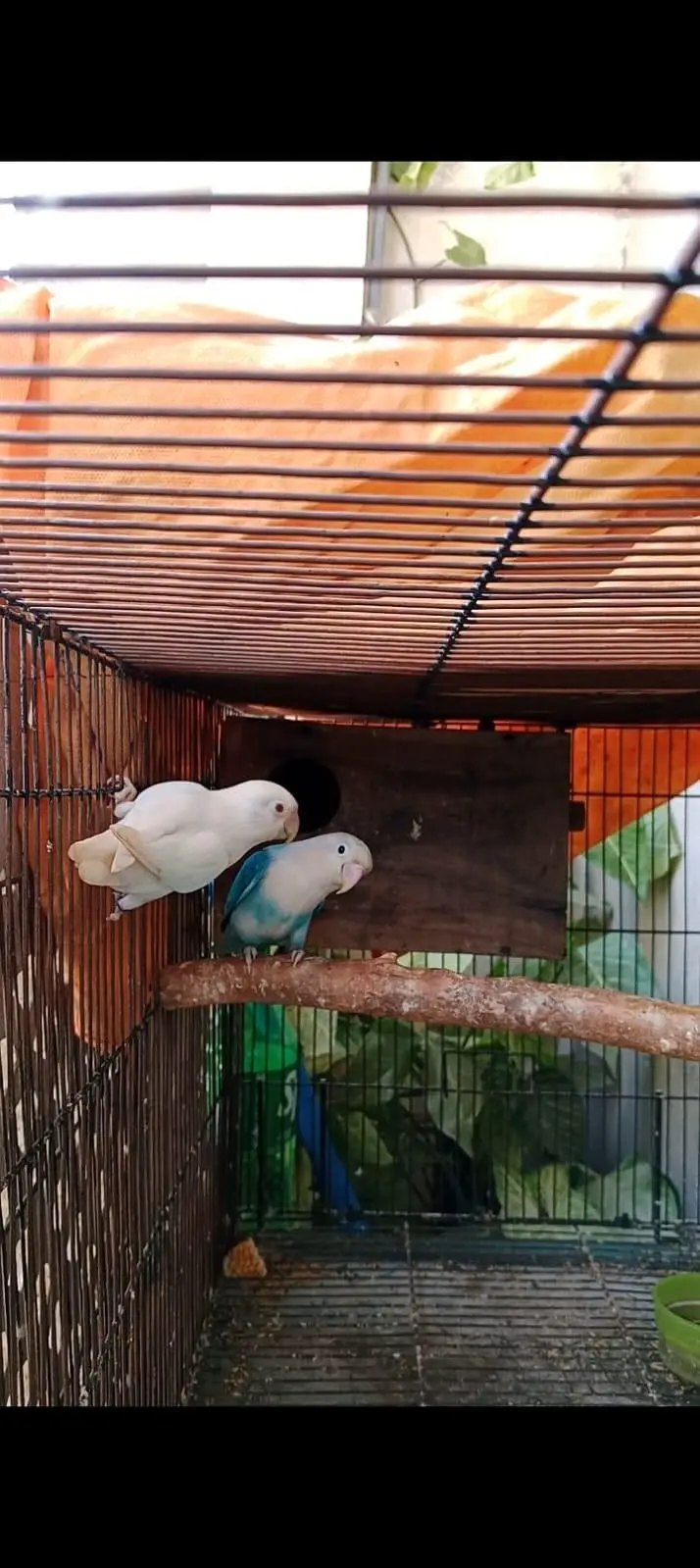 love birds breeder pair with DNA albino red eyes vs blue opline — photo 2