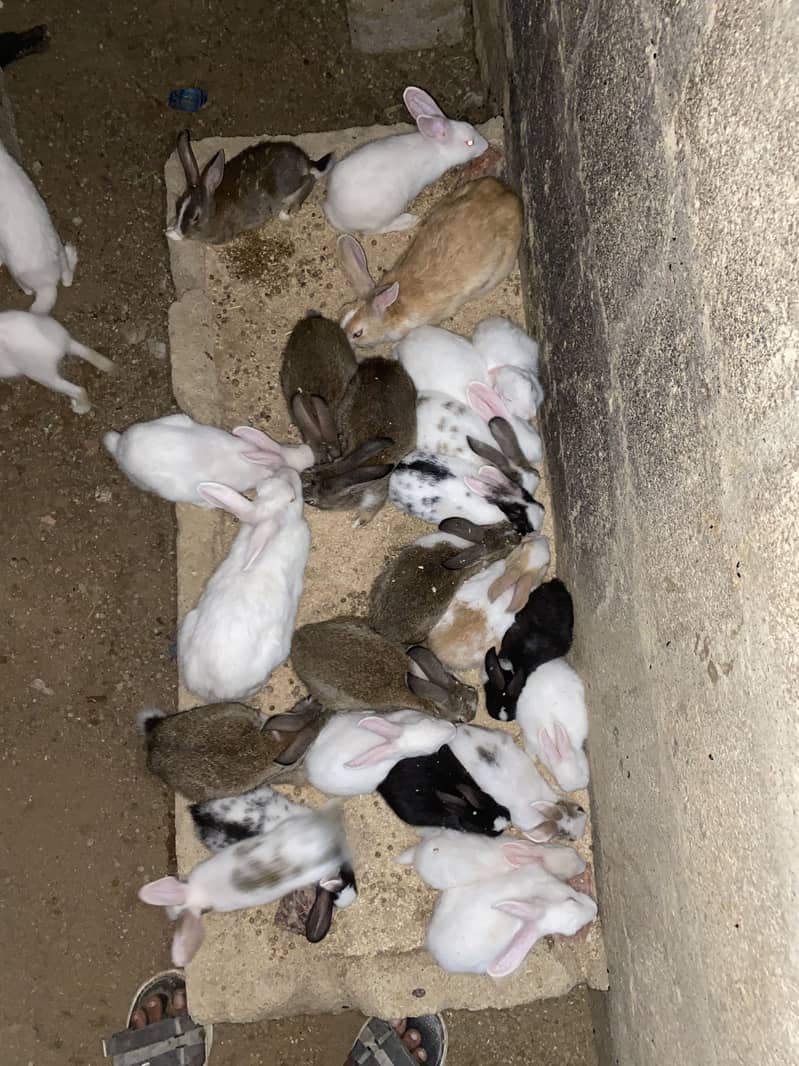 1 month old rabbit babies - Rabbits - 1120093225