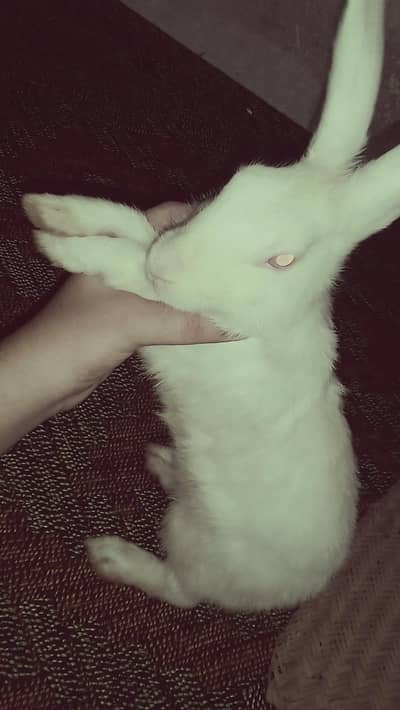 Rabbit Bunnies for sale