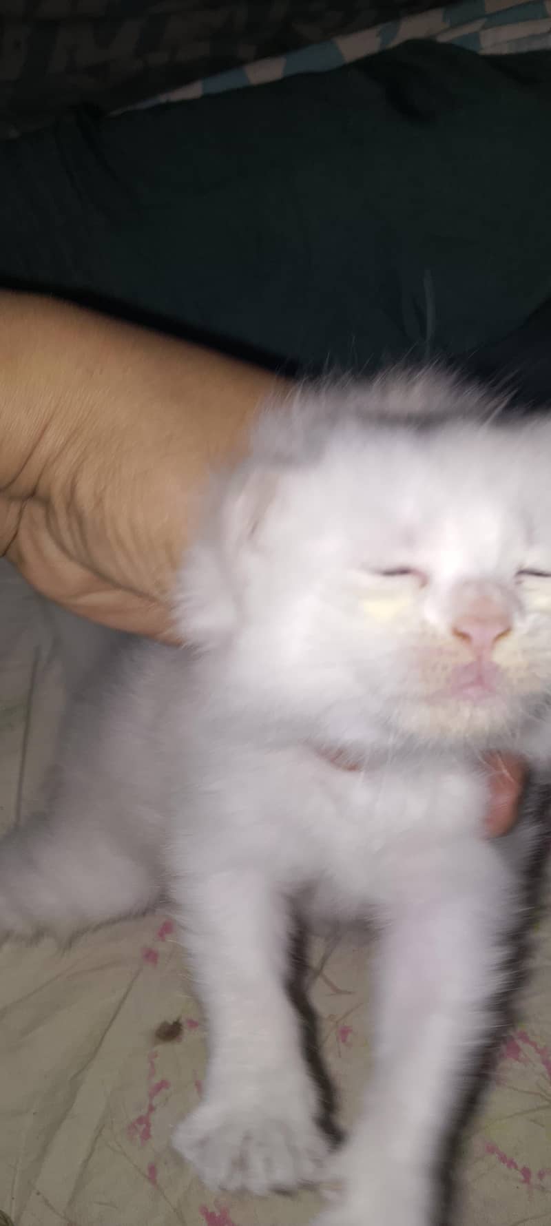 kittens 5