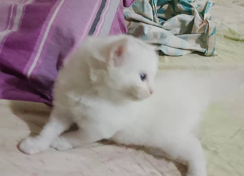 kittens 7