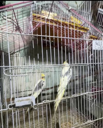 Cocktails v pied breader pair