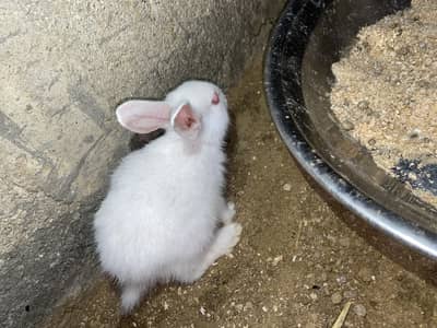 1 month old rabbit babies