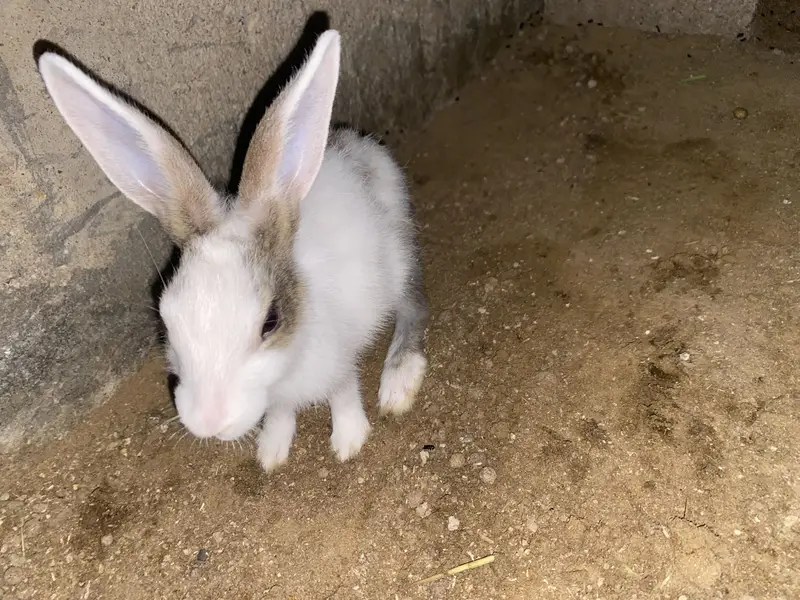 1 month old rabbit babies — photo 2