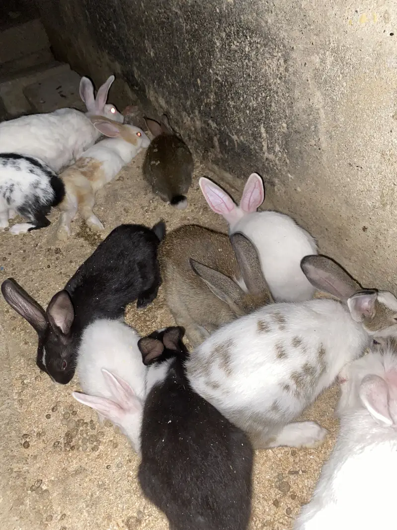 1 month old rabbit babies — photo 5