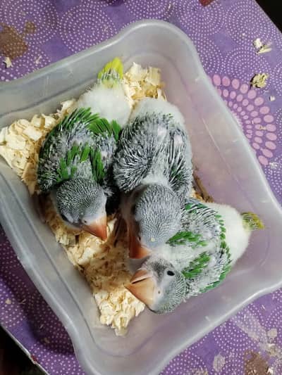 Raw parrot for sale contact WhatsApp 03258102517
