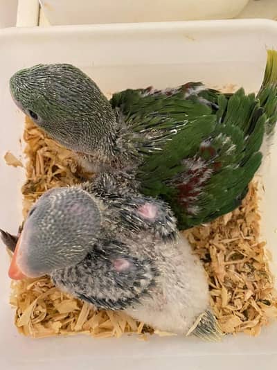 Raw parrot for sale contact WhatsApp 03258102517