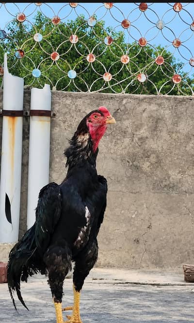 Black and White O Shamo Male and Females