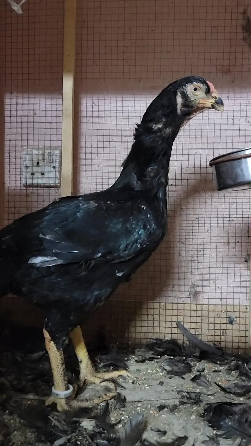 Black and White O Shamo Male and Females — photo 9