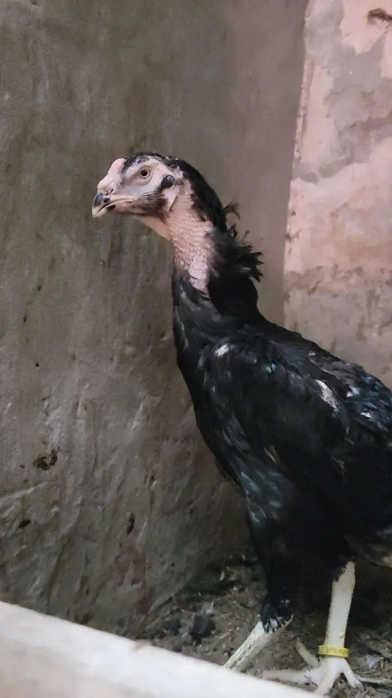Black and White O Shamo Male and Females — photo 11