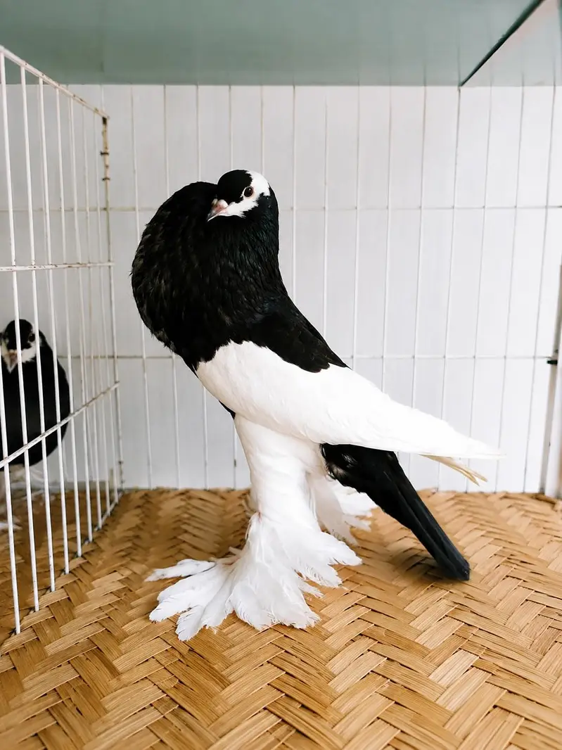 #jacobin#pomeranian#naqabposh#gubara — photo 2