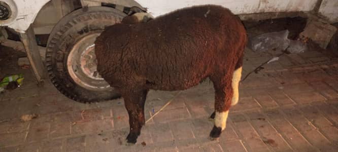 Long tail sheep