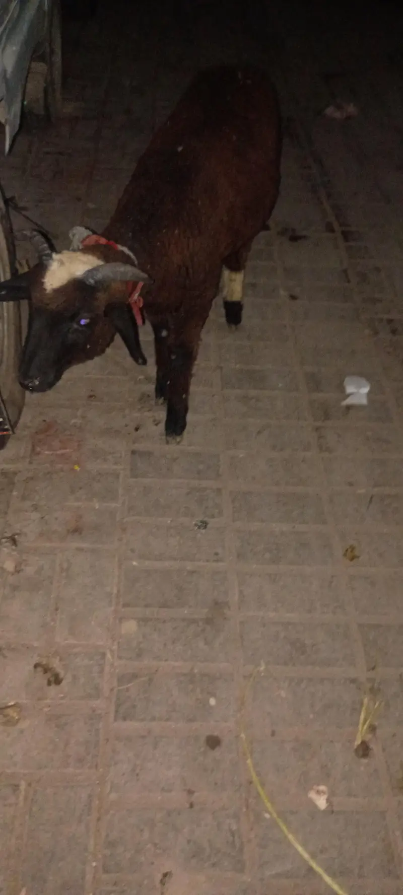 Long tail sheep — photo 2