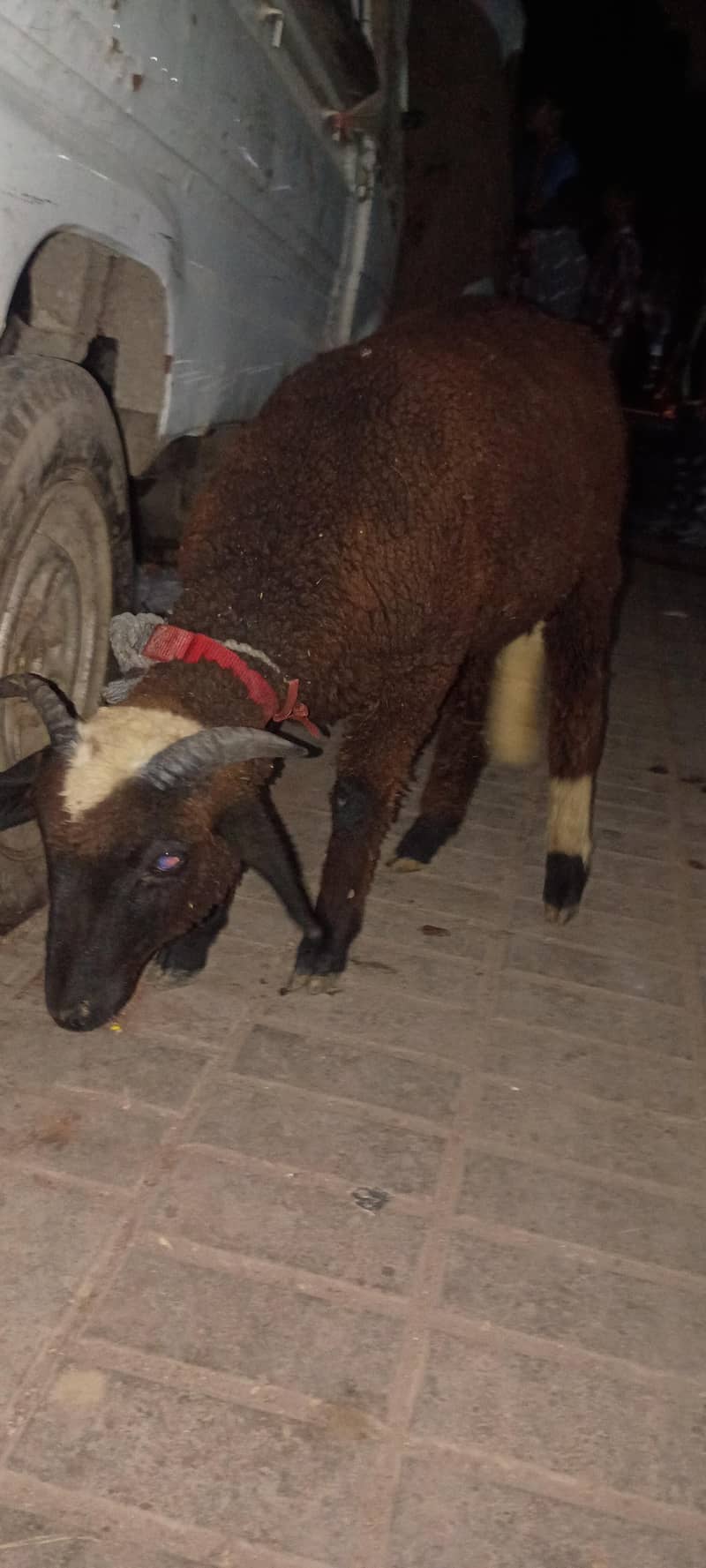 Long tail sheep 2