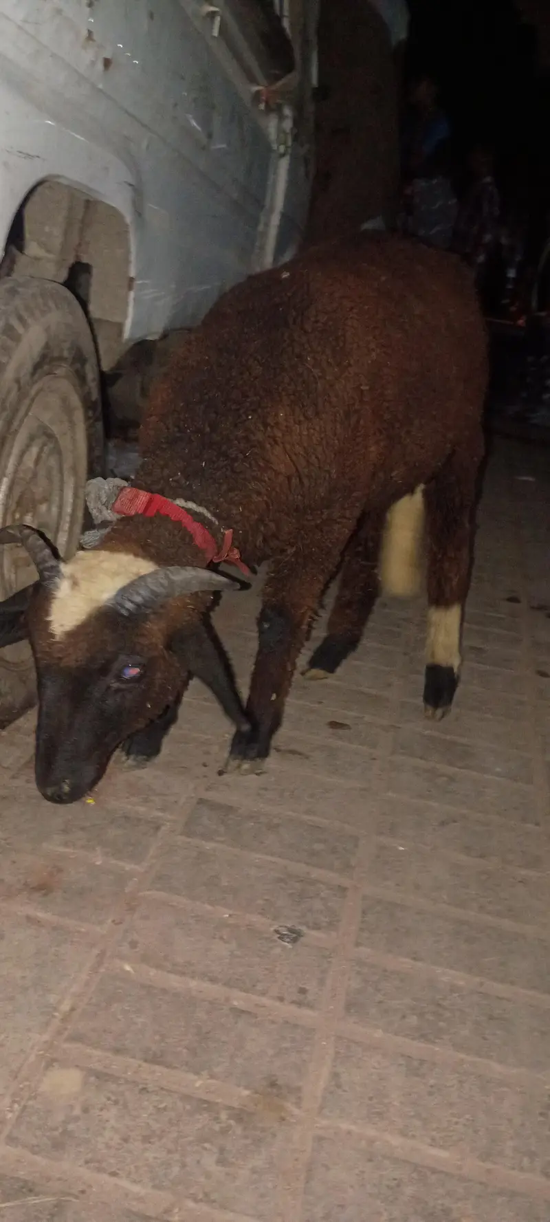 Long tail sheep — photo 3