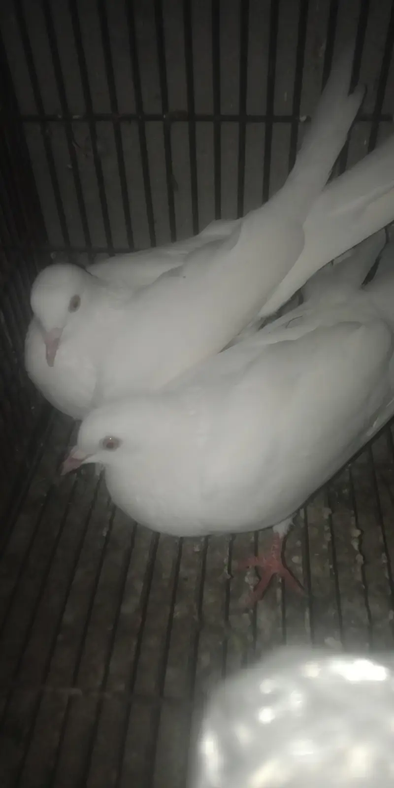 White pigeons pair for sel — photo 2