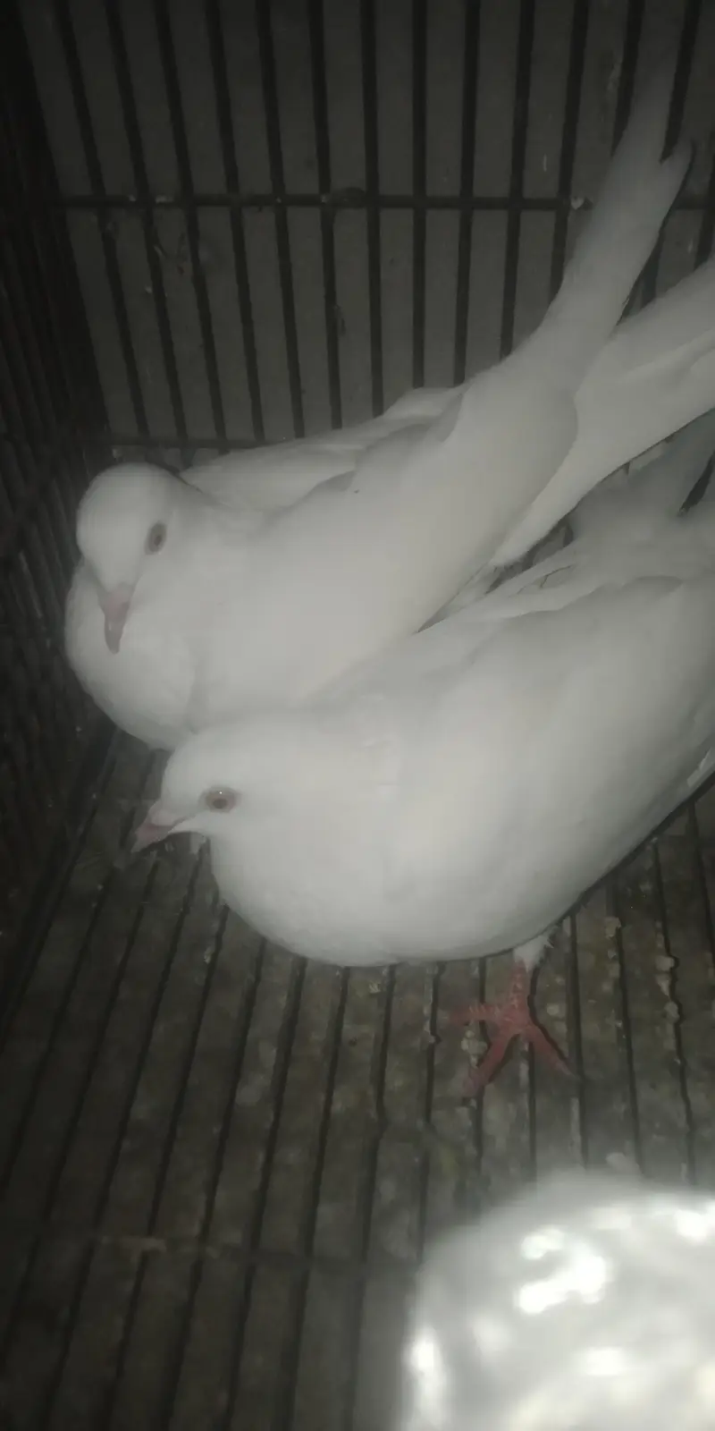 White pigeons pair for sel — photo 3