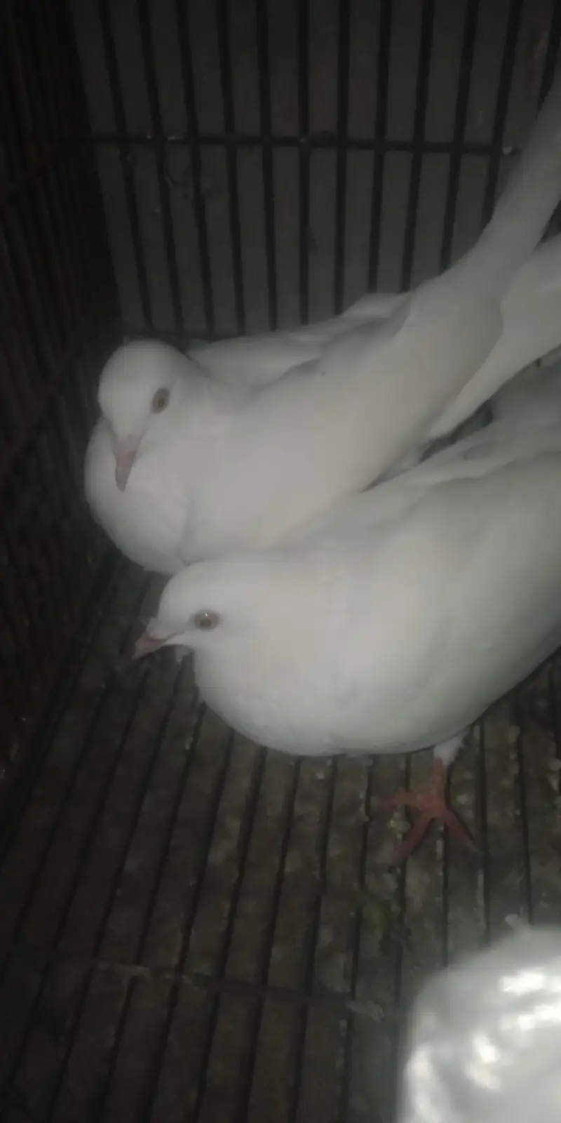 White pigeons pair for sel — photo 4