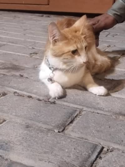 15k  cat sel karni hai argent please contac 03074084460