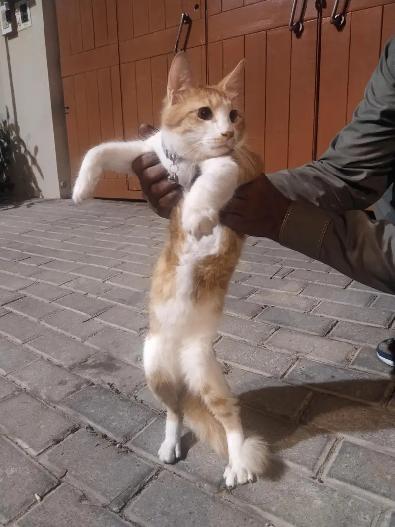 15k  cat sel karni hai argent please contac 03074084460 — photo 2