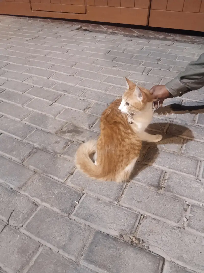 15k  cat sel karni hai argent please contac 03074084460 — photo 3