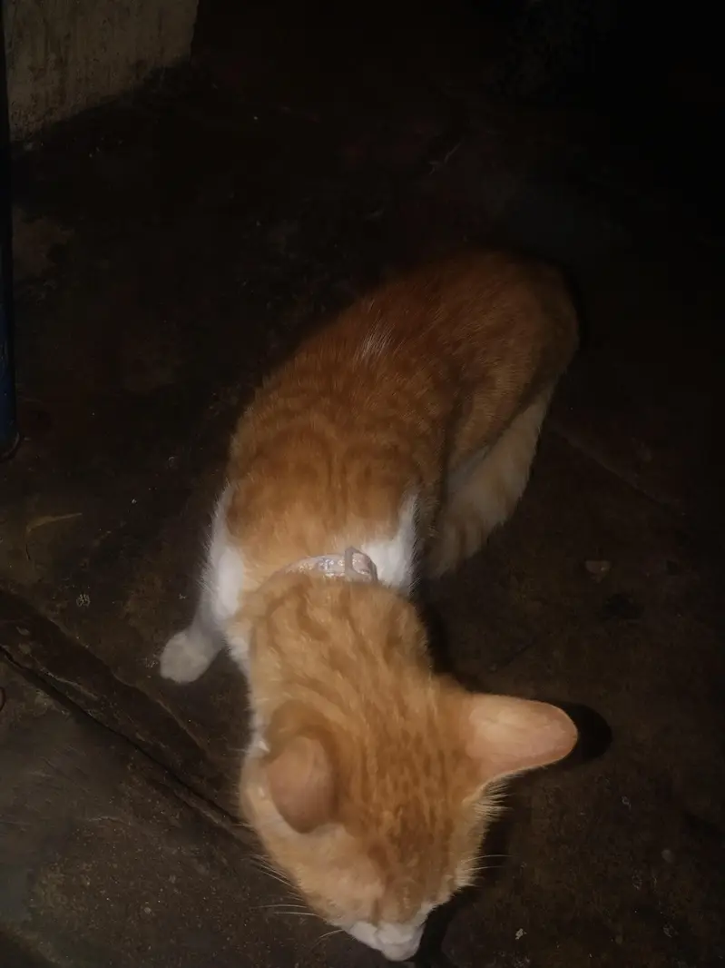 15k  cat sel karni hai argent please contac 03074084460 — photo 4