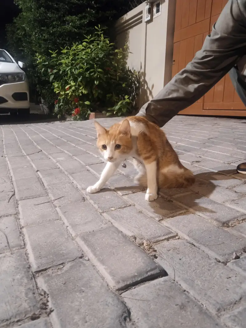 15k  cat sel karni hai argent please contac 03074084460 — photo 5