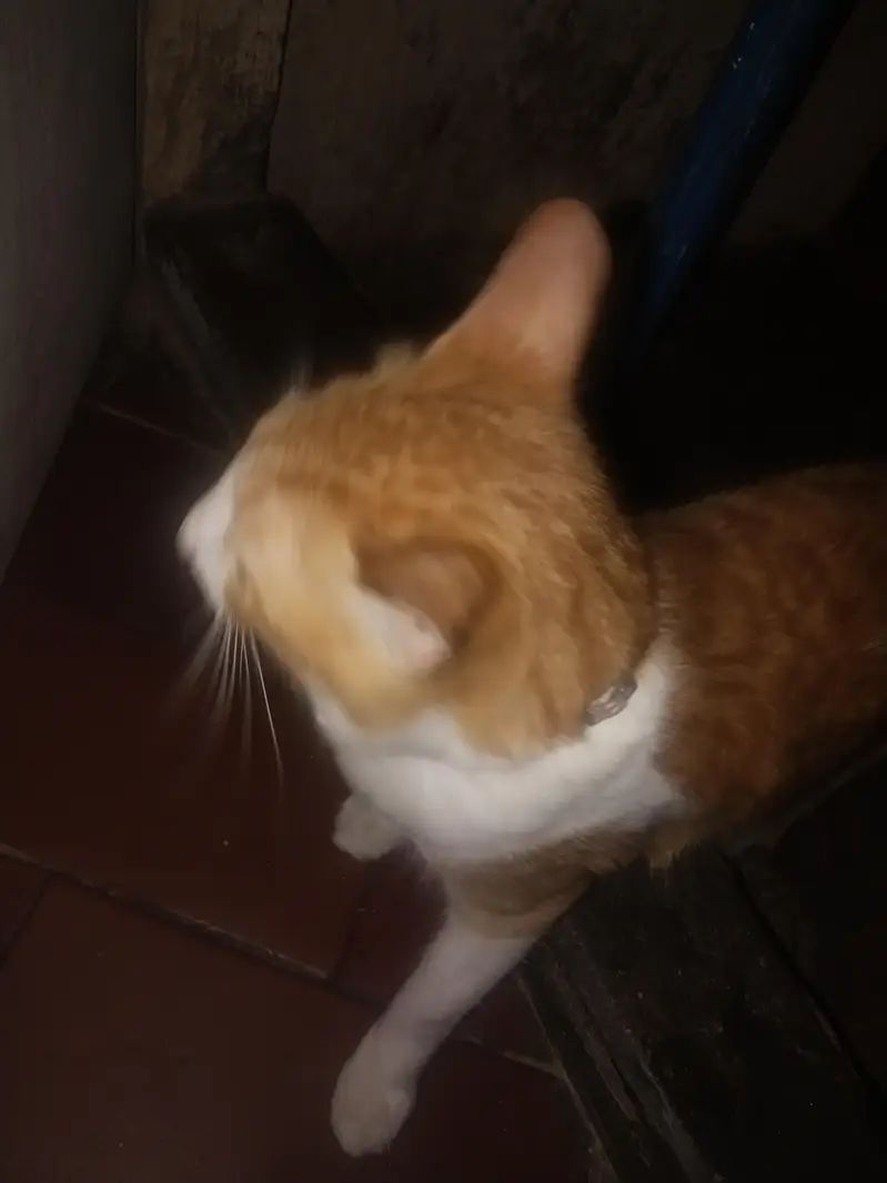 15k  cat sel karni hai argent please contac 03074084460 — photo 7