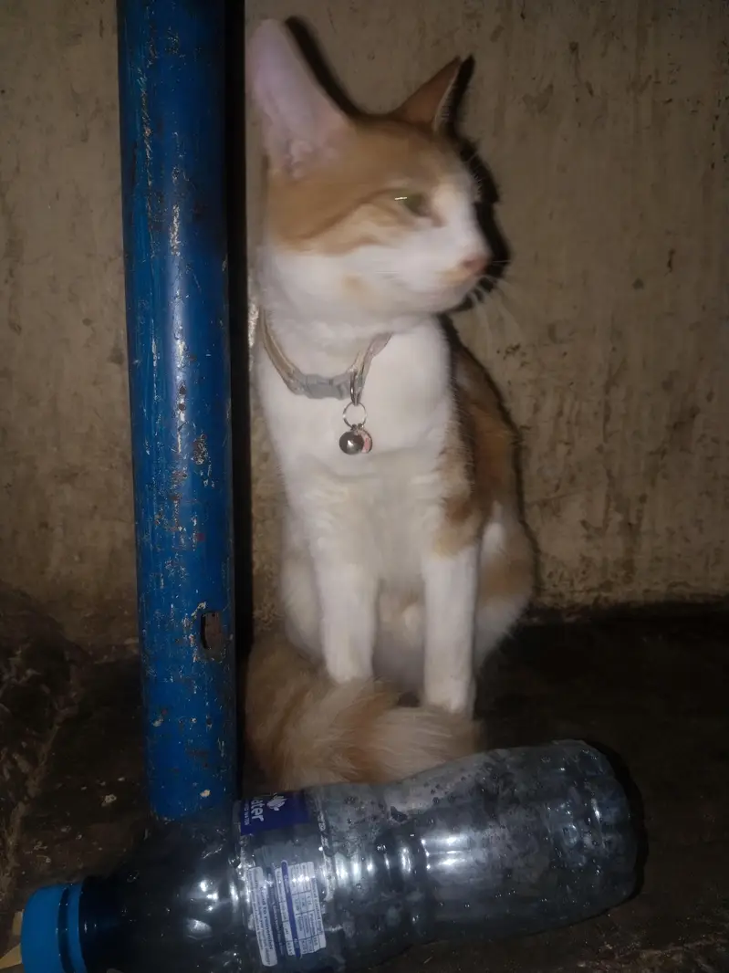15k  cat sel karni hai argent please contac 03074084460 — photo 8