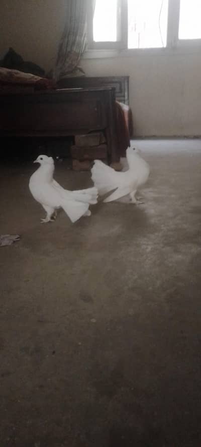 full White