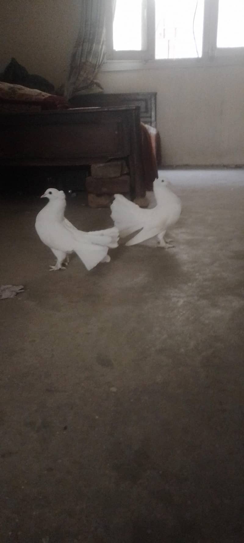 full White 0