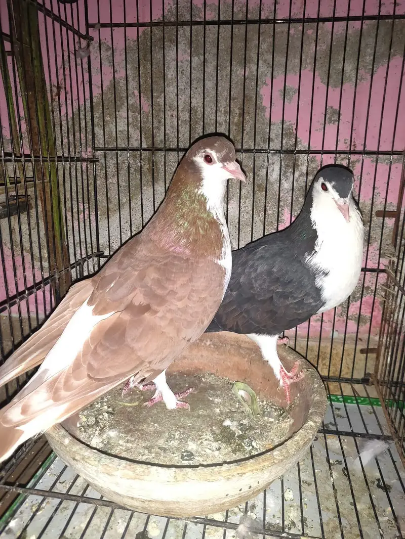 Healthy and active Pigeon  (Kabutar) For sale — photo 2